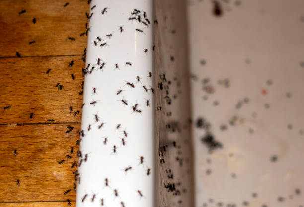 Pest Control Cost in Port Labelle, FL