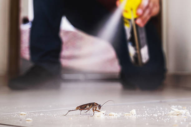 Best Termite Control Services  in Port Labelle, FL